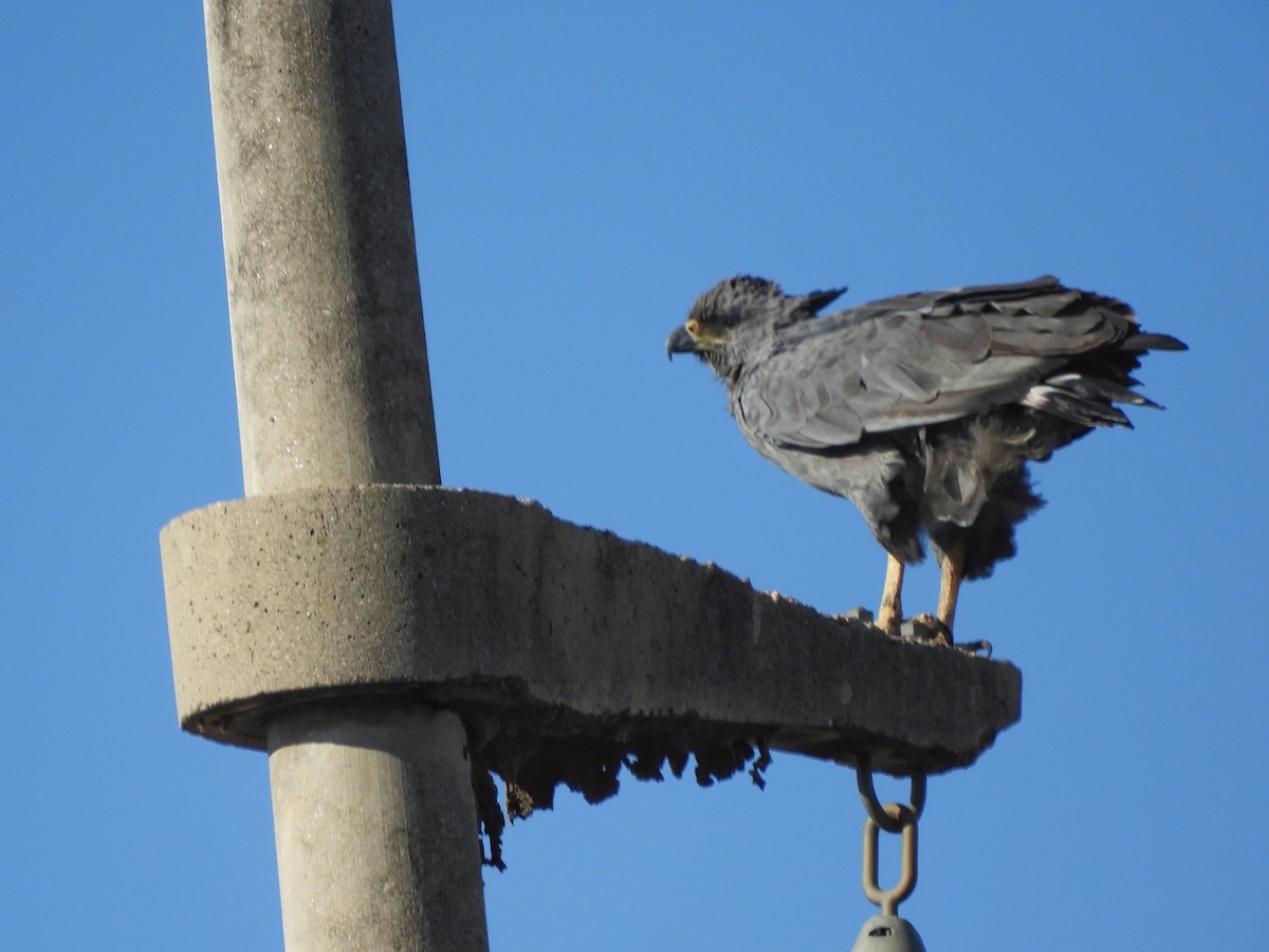 Chaco Eagle - ML637188486