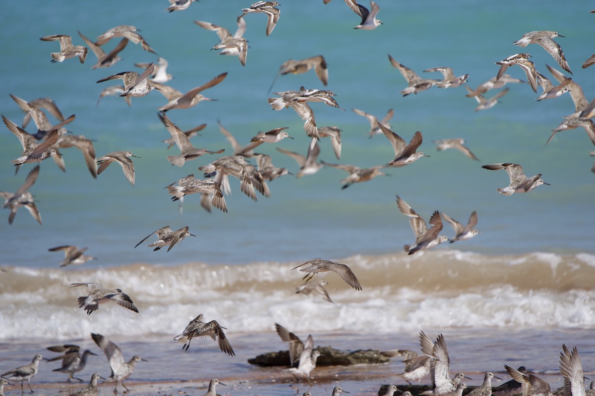 Greater Sand-Plover - ML637188527