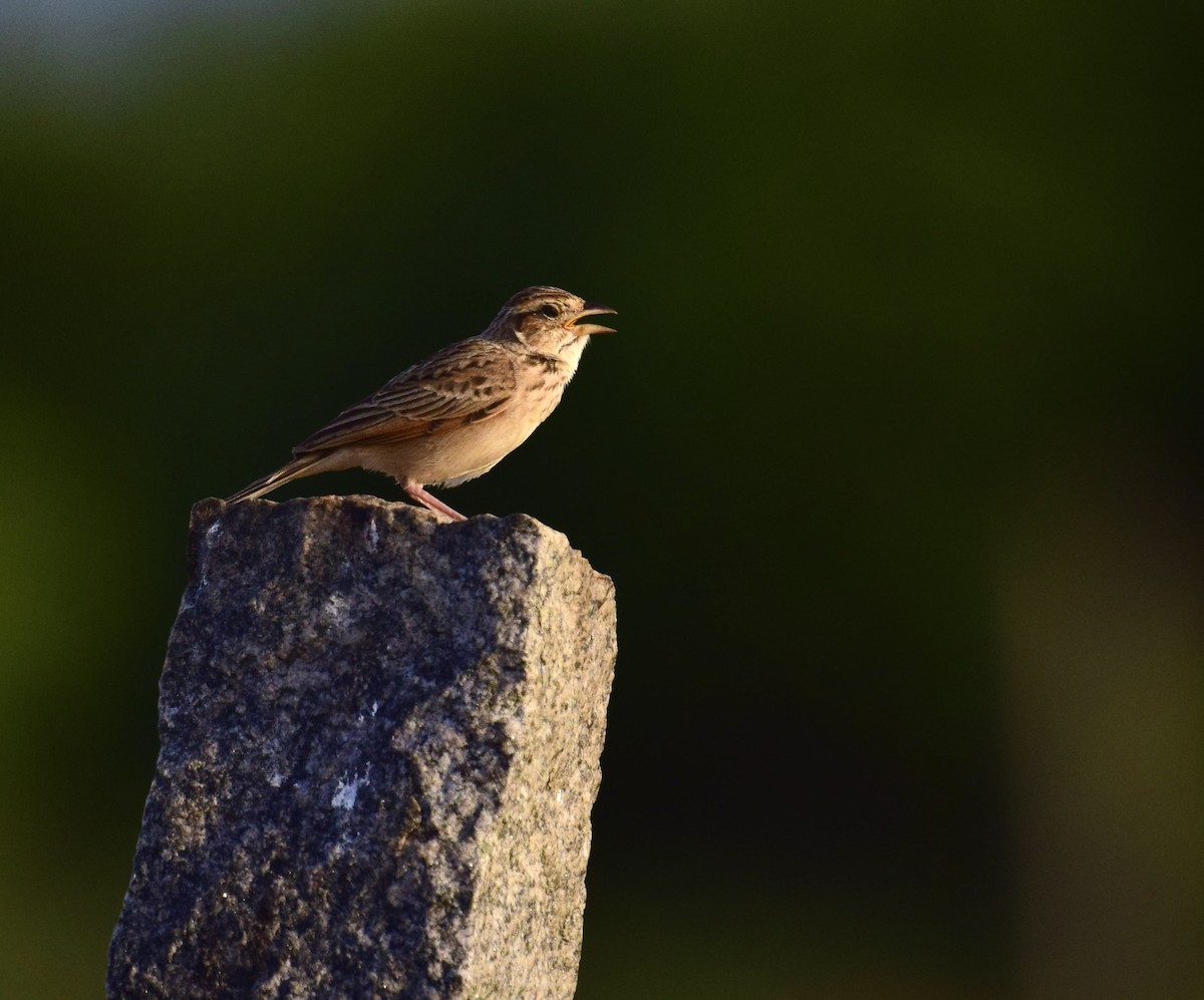 Singing Bushlark (Singing) - ML637188538