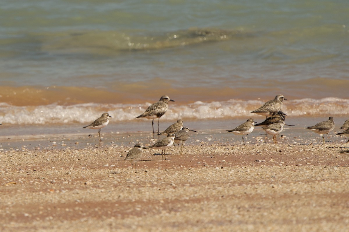 Black-bellied Plover - ML637188548