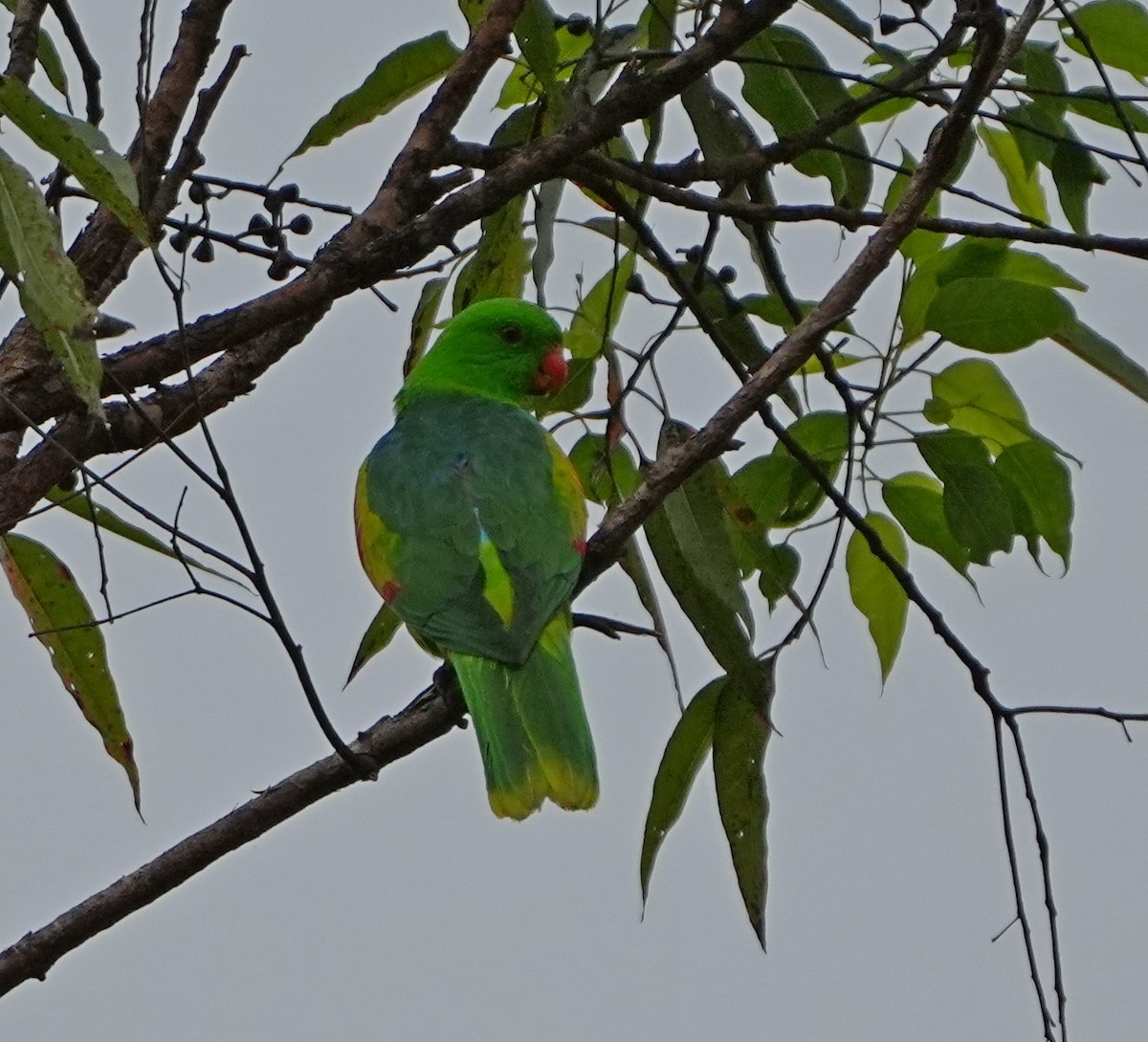 Olive-shouldered Parrot - ML637188567