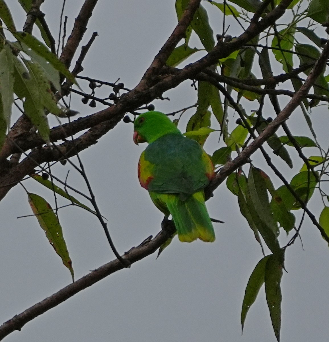 Olive-shouldered Parrot - ML637188568