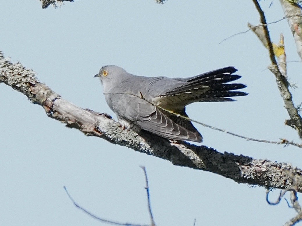 Kuckuck - ML637188637