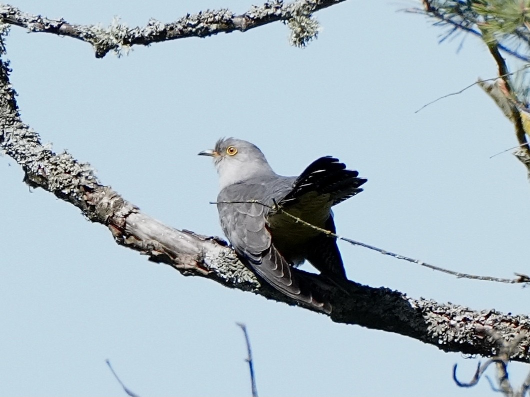 Kuckuck - ML637188638