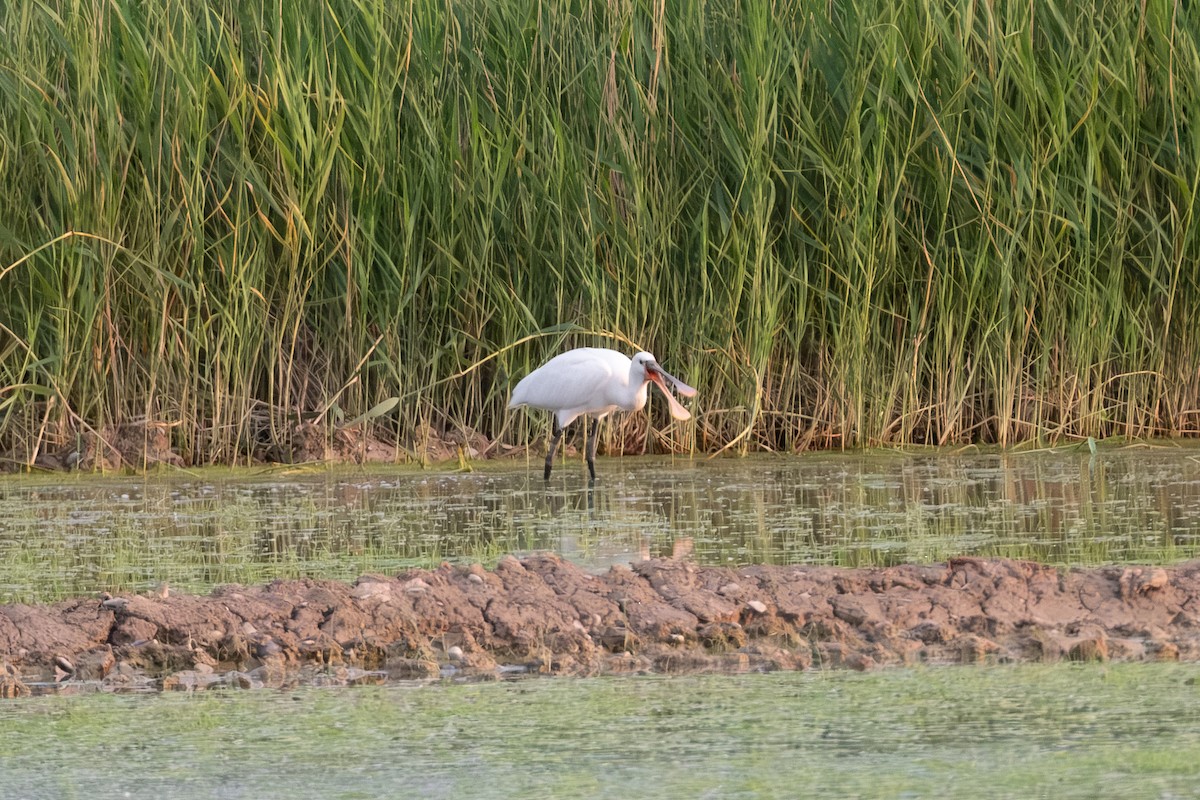 Eurasian Spoonbill - ML637188653