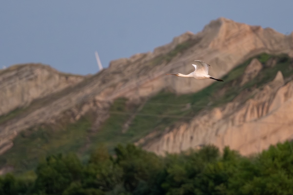 Eurasian Spoonbill - ML637188676