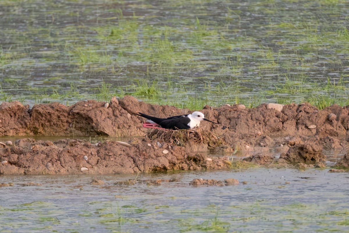 Black-winged Stilt - ML637188679