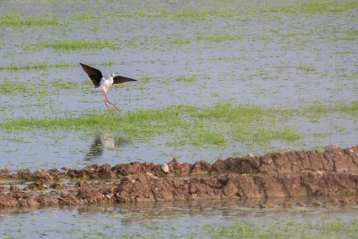 Black-winged Stilt - ML637188680