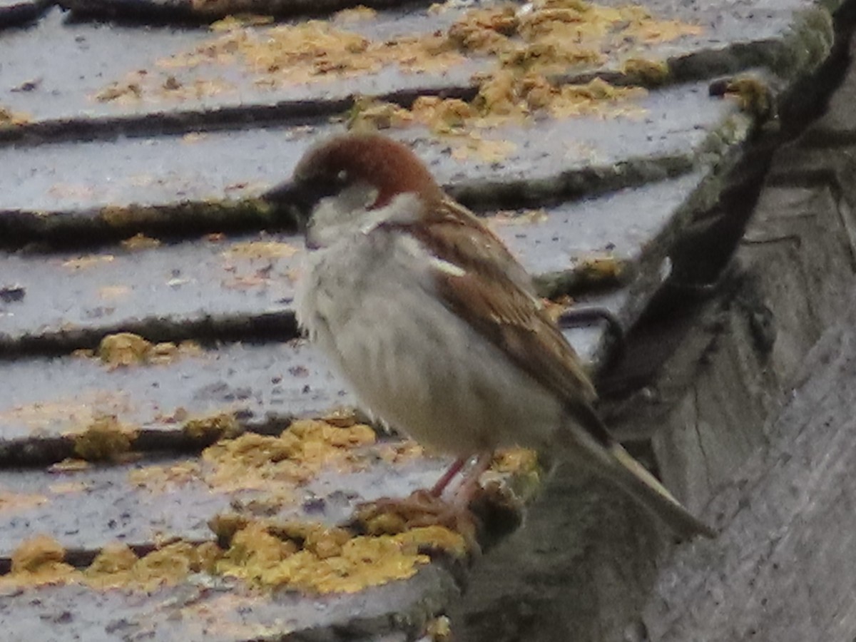 House x Eurasian Tree Sparrow (hybrid) - ML637188715