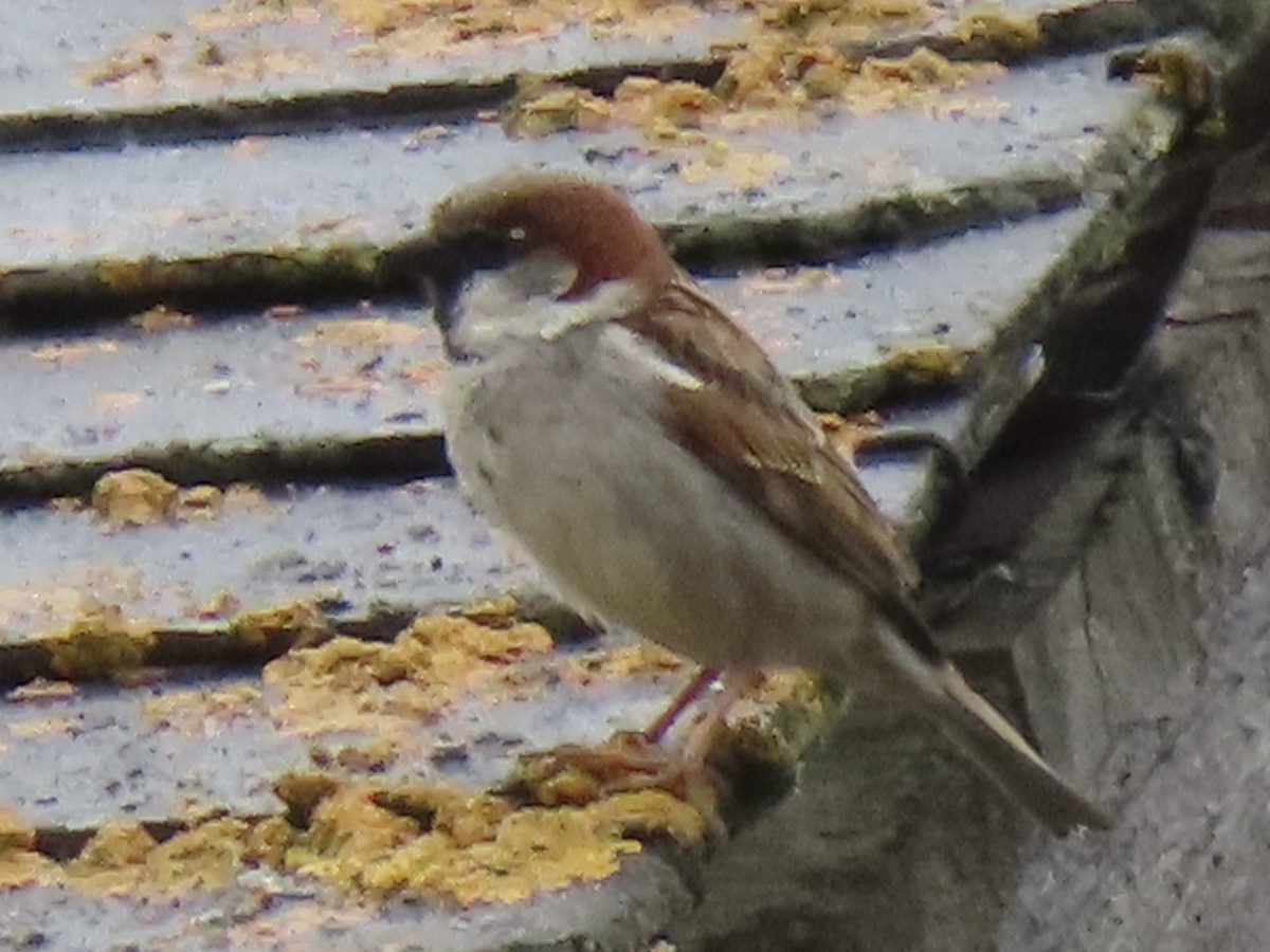House x Eurasian Tree Sparrow (hybrid) - ML637188716