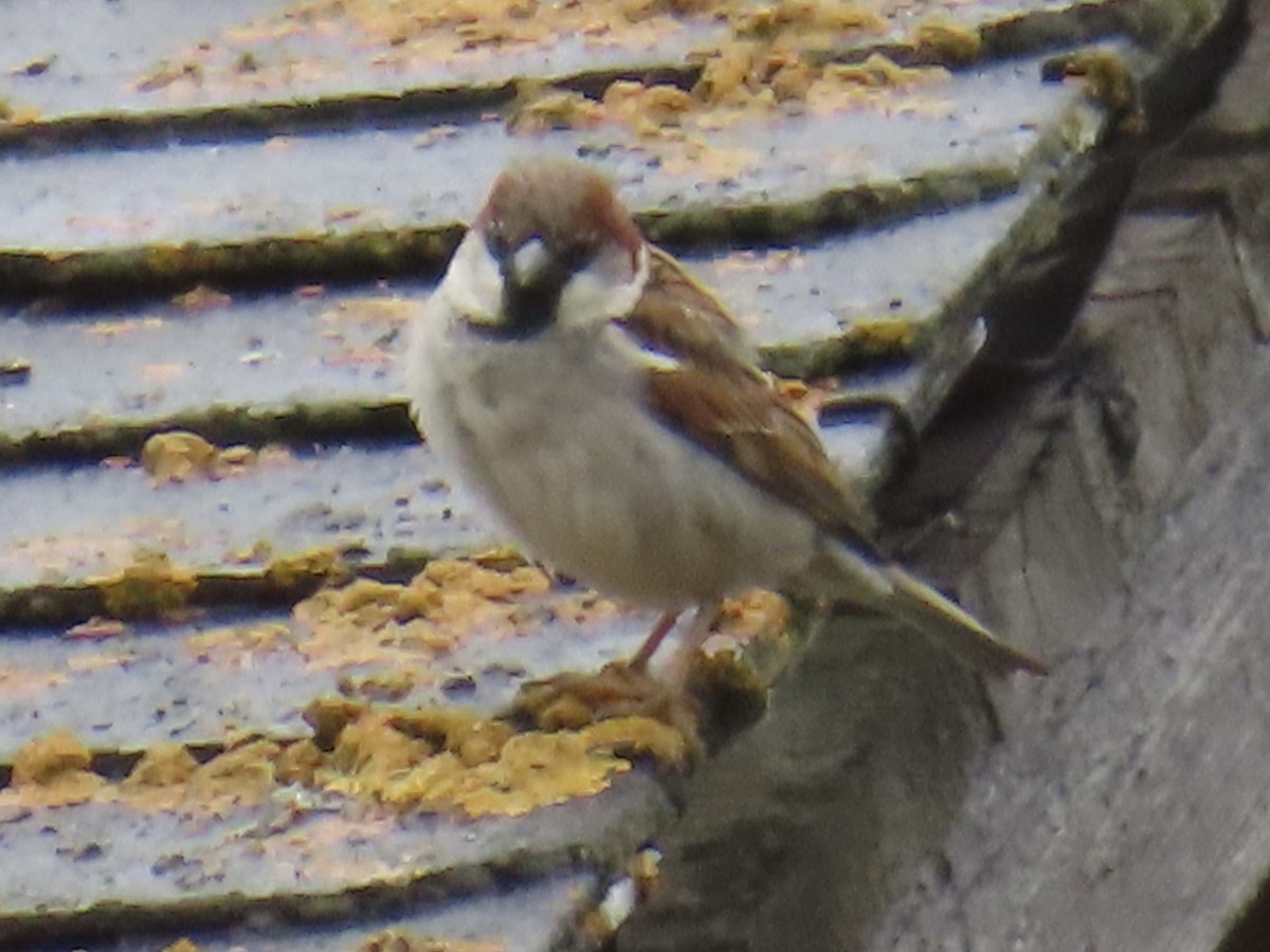 House x Eurasian Tree Sparrow (hybrid) - ML637188717