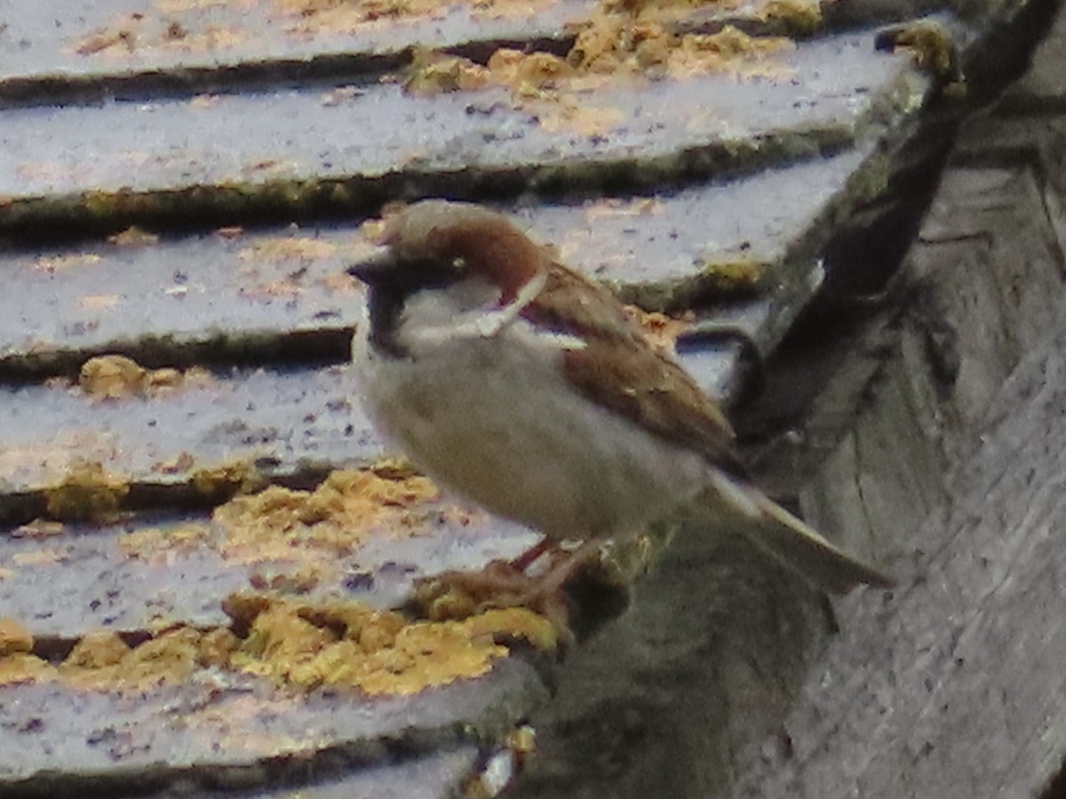House x Eurasian Tree Sparrow (hybrid) - ML637188718
