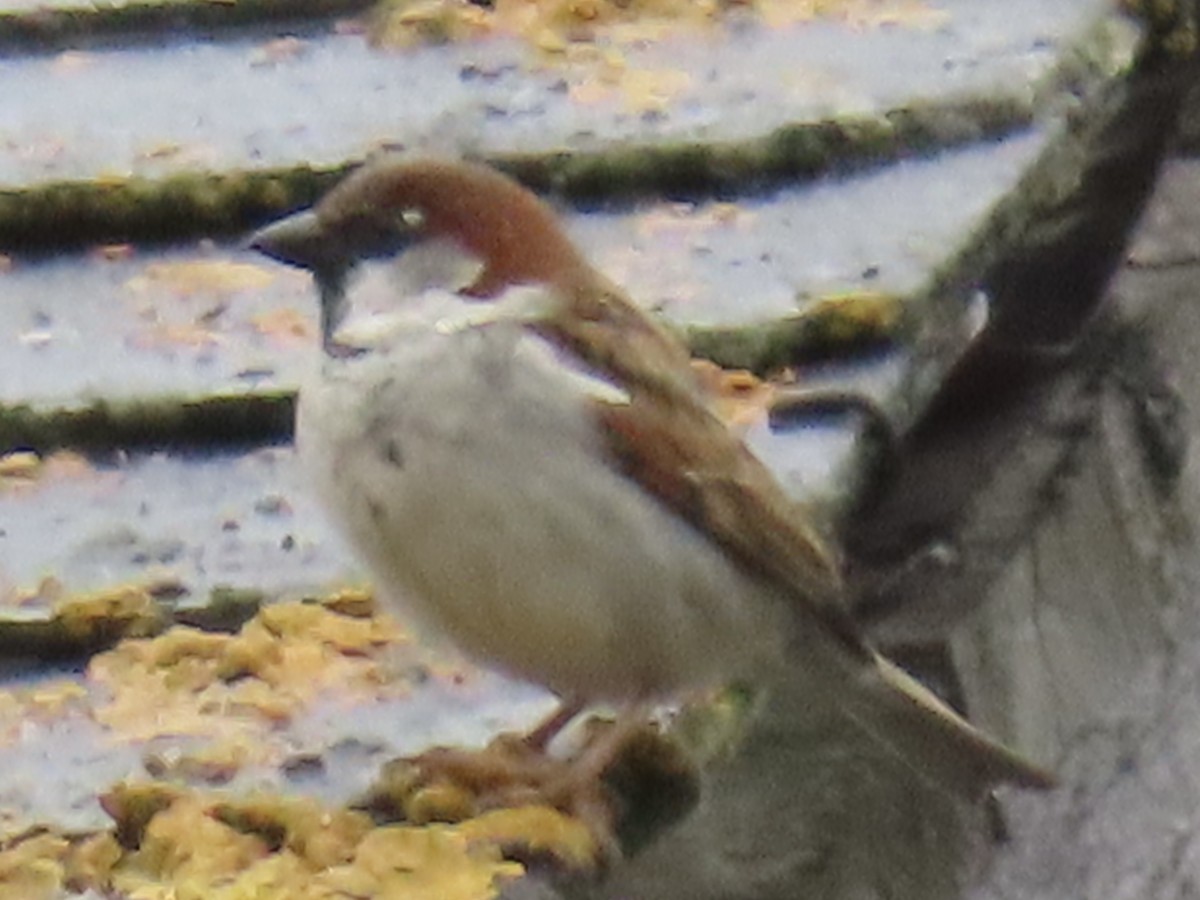 House x Eurasian Tree Sparrow (hybrid) - ML637188719