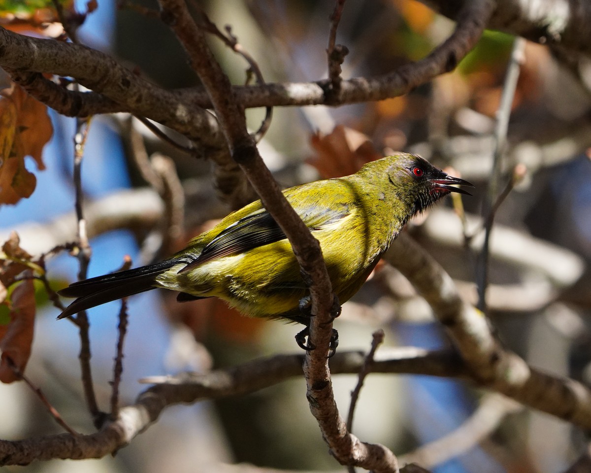 New Zealand Bellbird - ML637188746