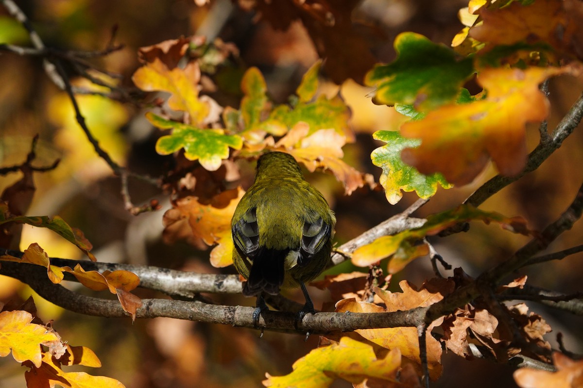 New Zealand Bellbird - ML637188780