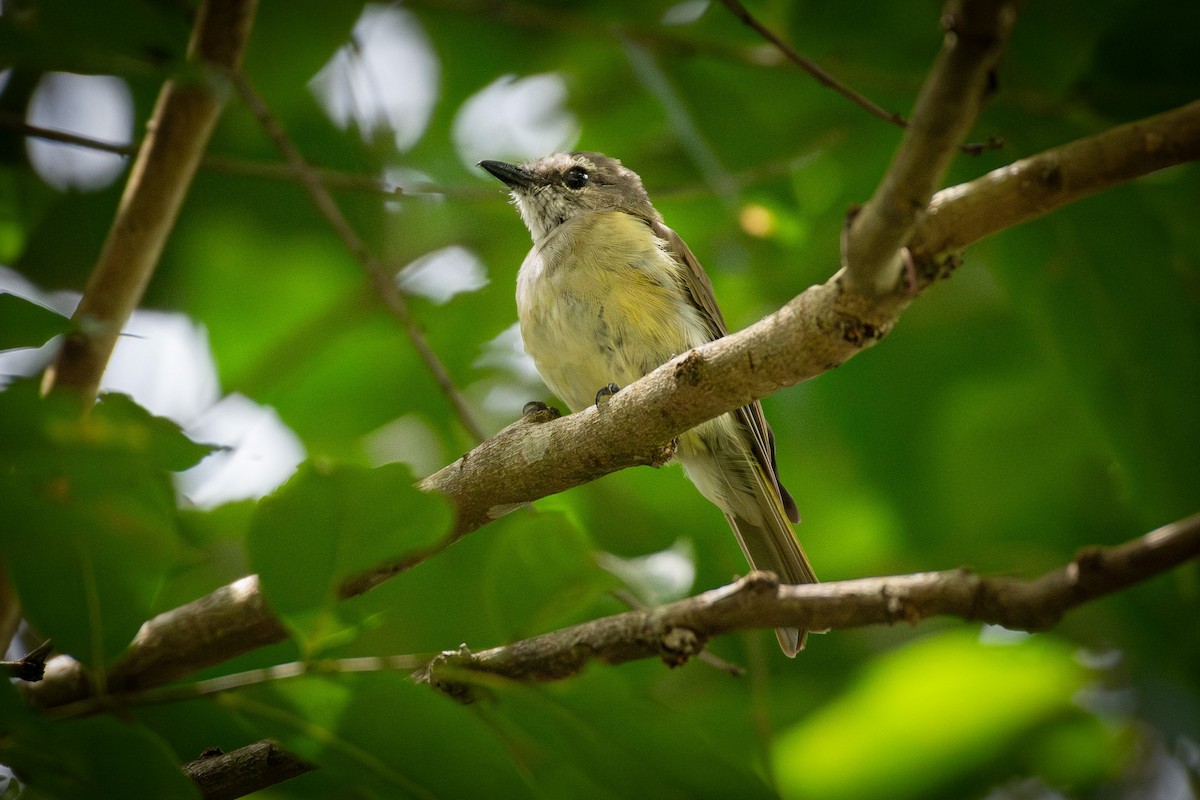 Gray Whistler (Gray-headed) - ML637188820