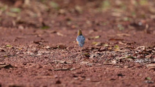 Orange-headed Thrush - ML637188836