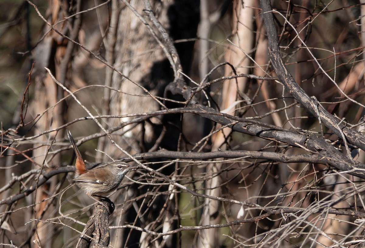 Shy Heathwren - ML637188937