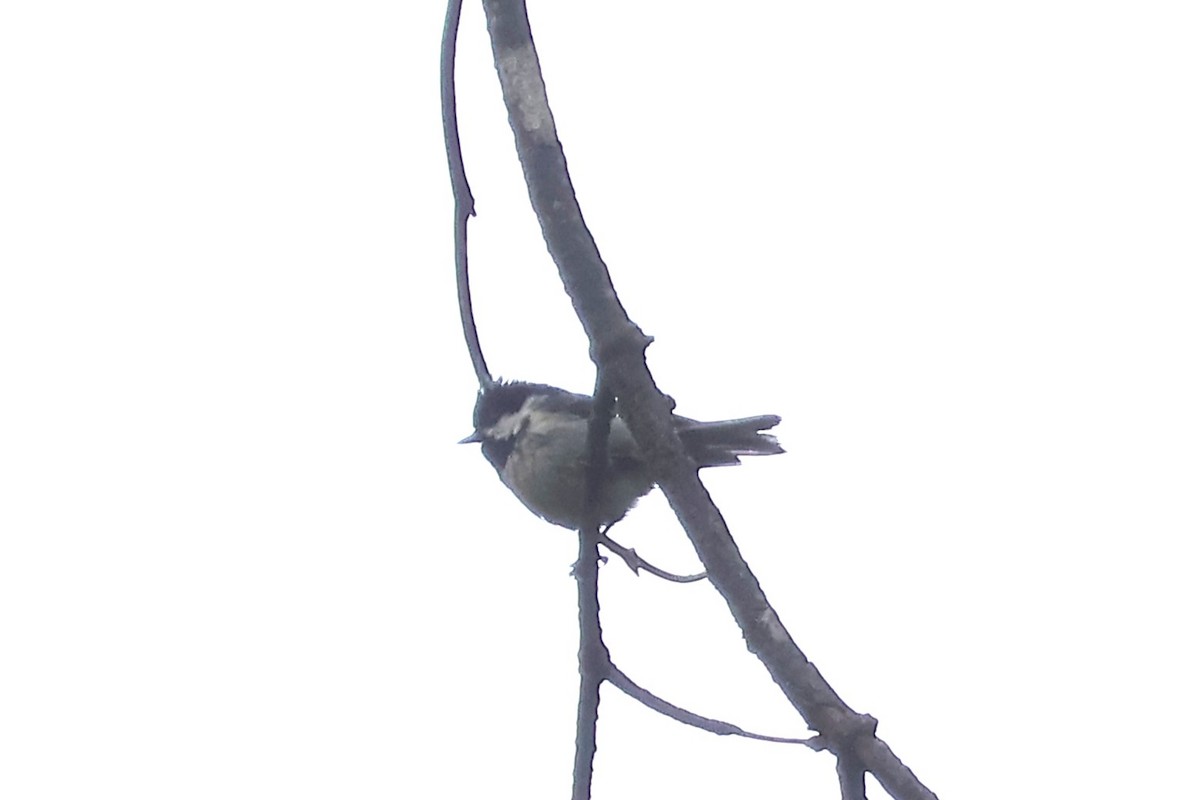 Black-bibbed Tit - ML637188943