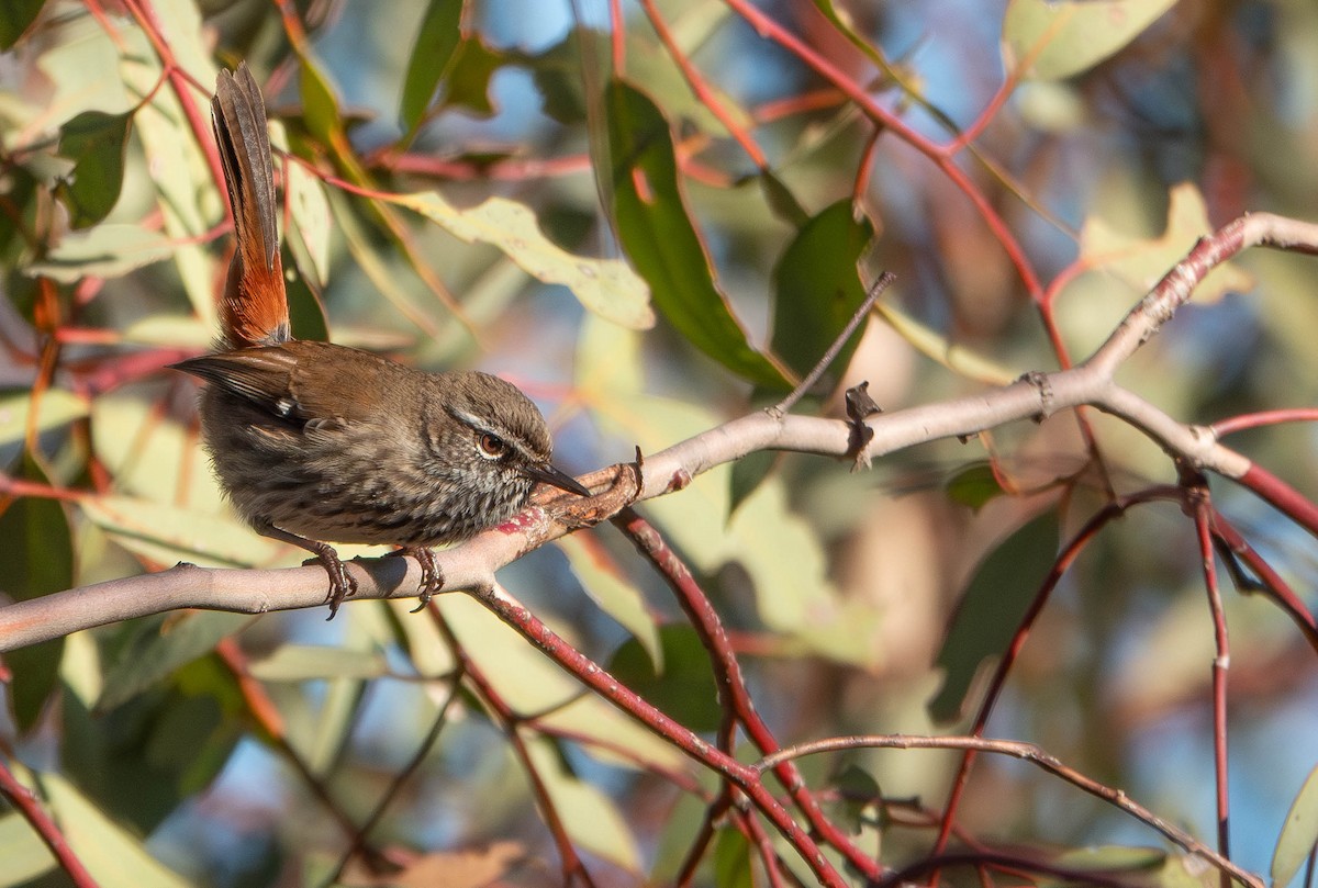 Shy Heathwren - ML637188986