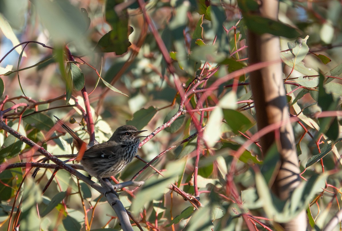 Shy Heathwren - ML637188987