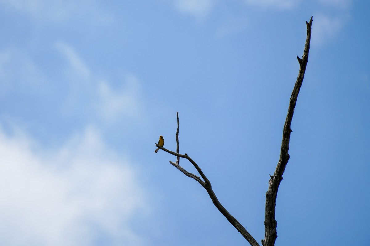 Prairie Warbler - ML637189125
