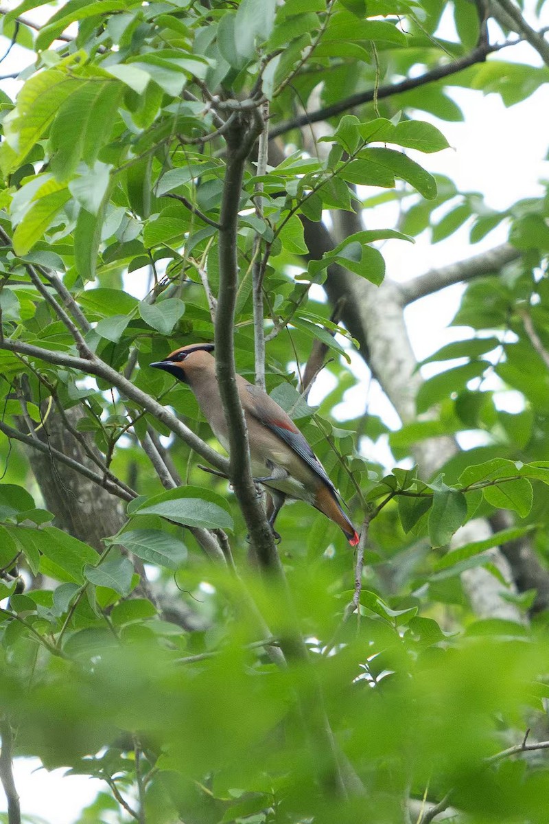 Japanese Waxwing - ML637189128