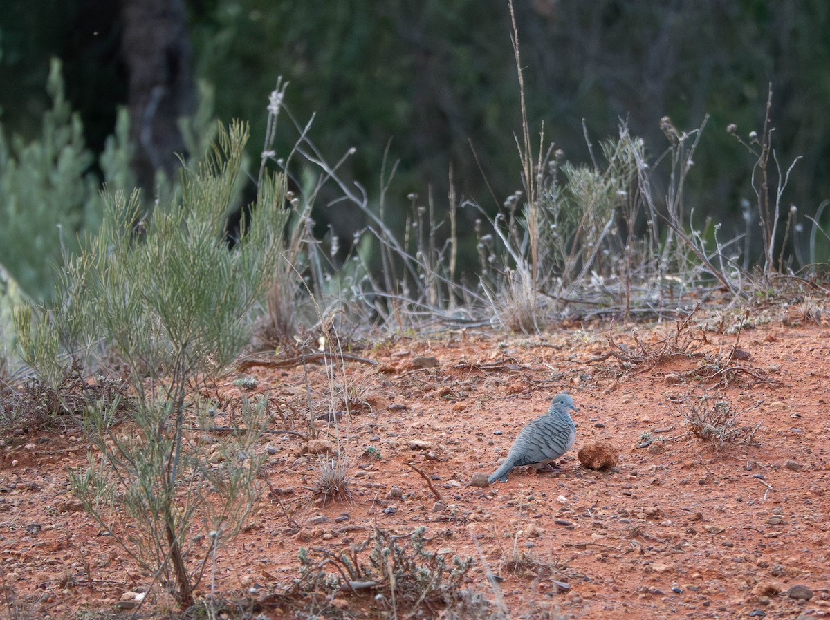 Peaceful Dove - ML637189144