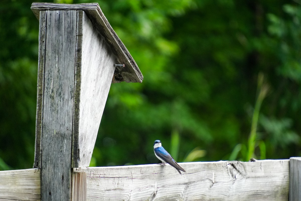 Tree Swallow - ML637189185
