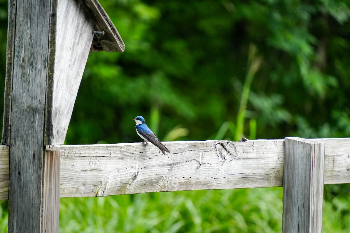 Tree Swallow - ML637189186