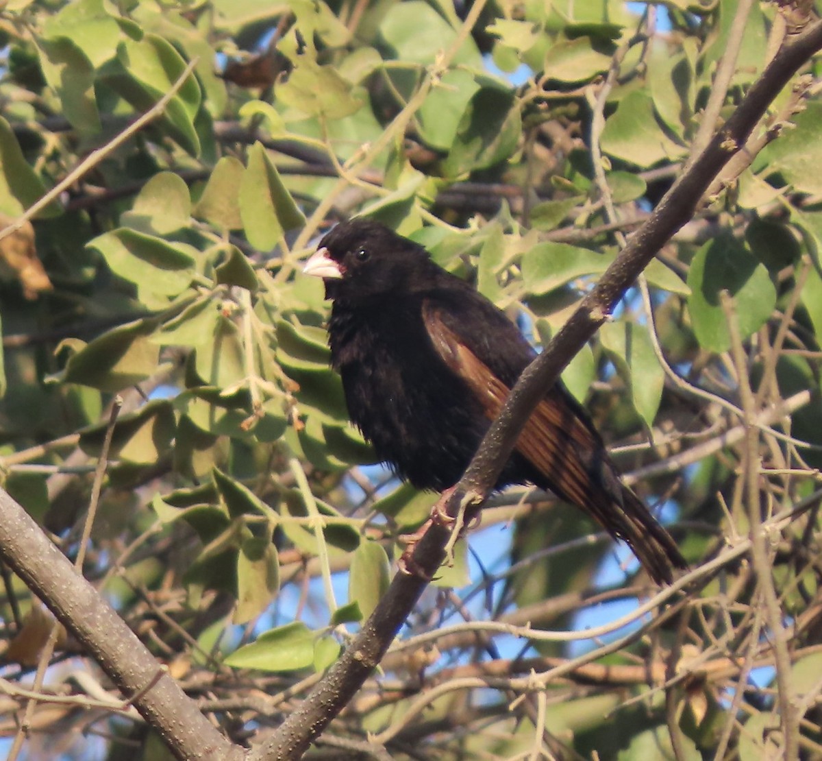 Purple Indigobird - ML637189195