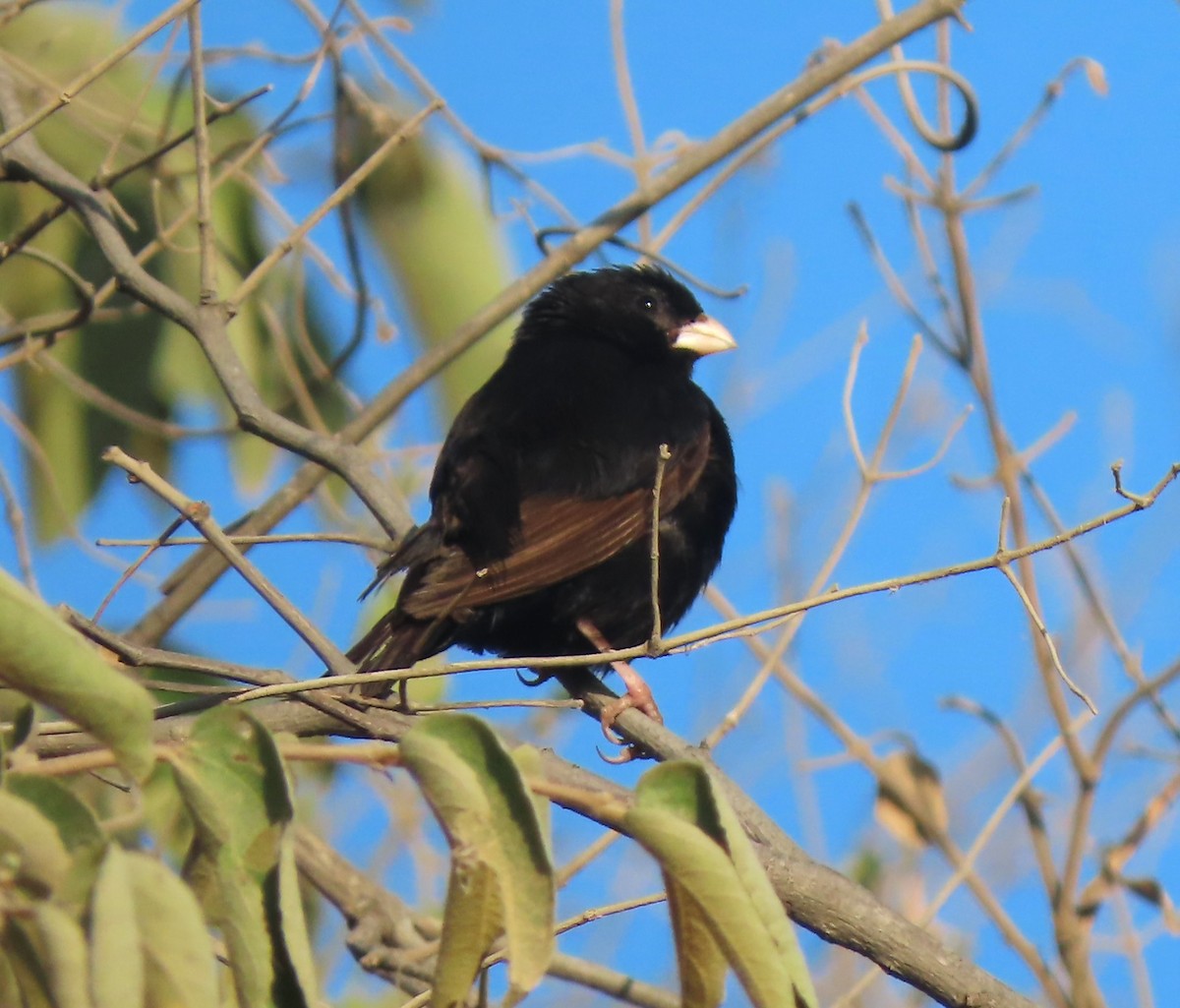 Purple Indigobird - ML637189196