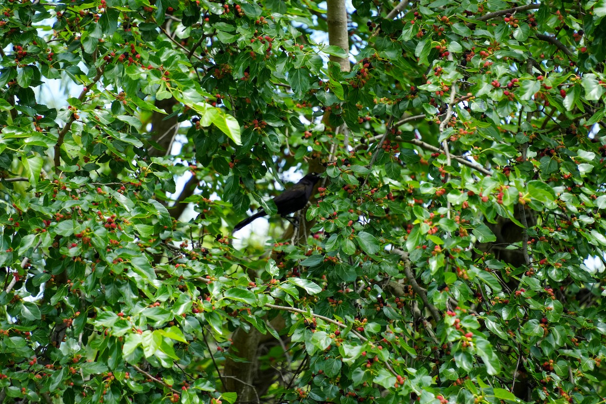 Common Grackle - ML637189198