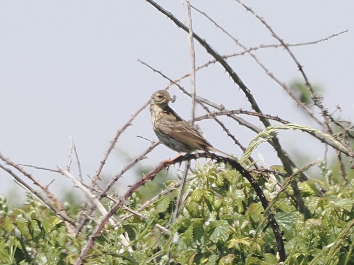 Meadow Pipit - ML637189205