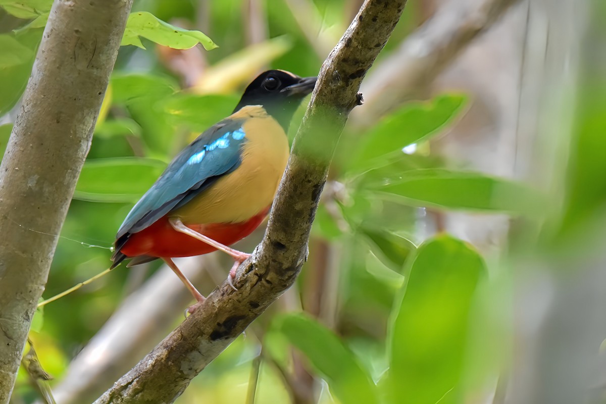 Elegant Pitta - ML637189211