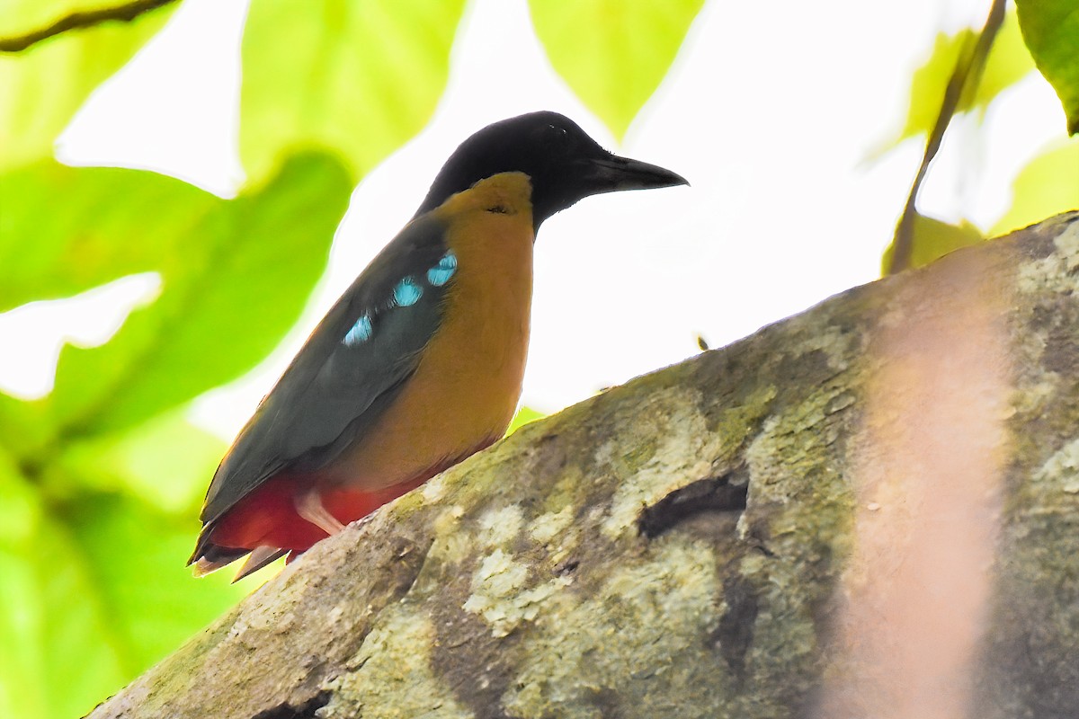 Elegant Pitta - ML637189212