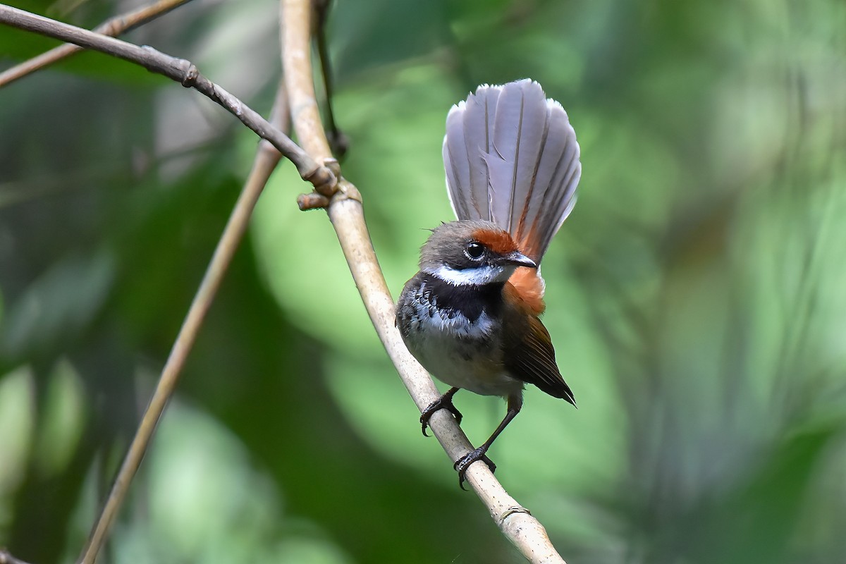 Supertramp Fantail (Lesser Sundas) - ML637189223