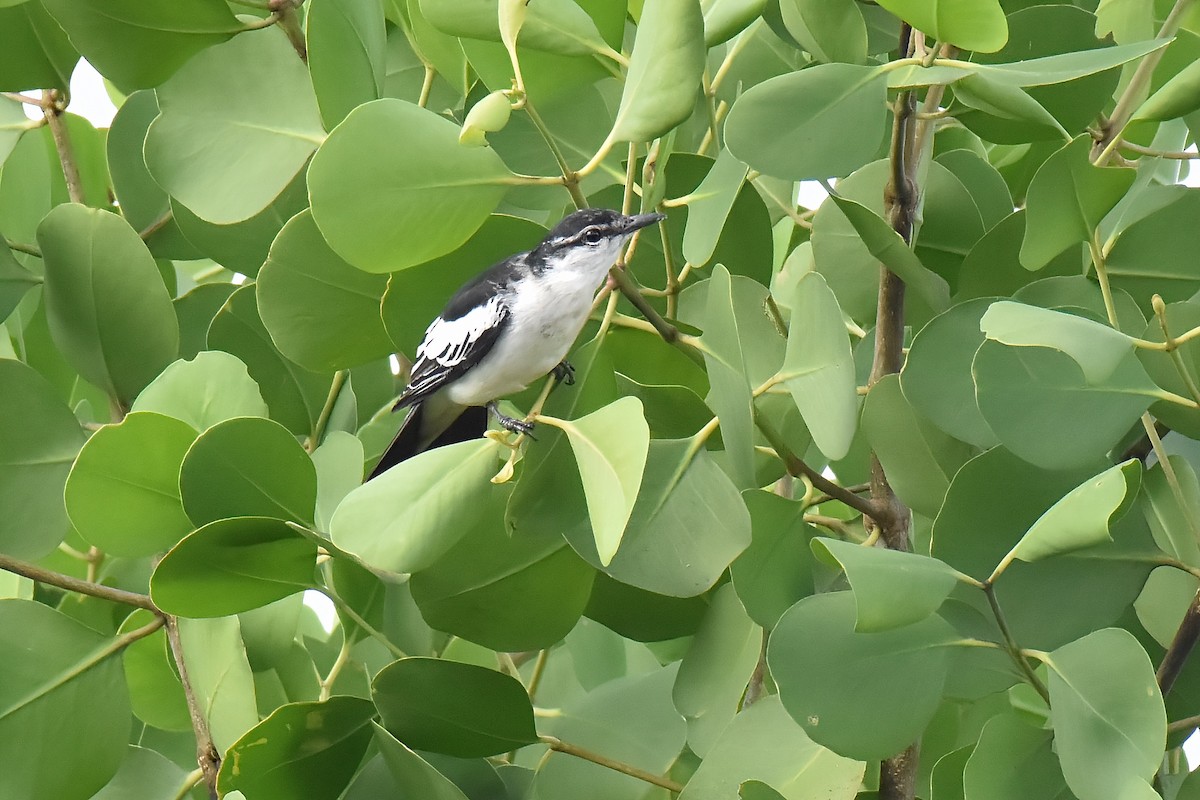 White-shouldered Triller - ML637189288