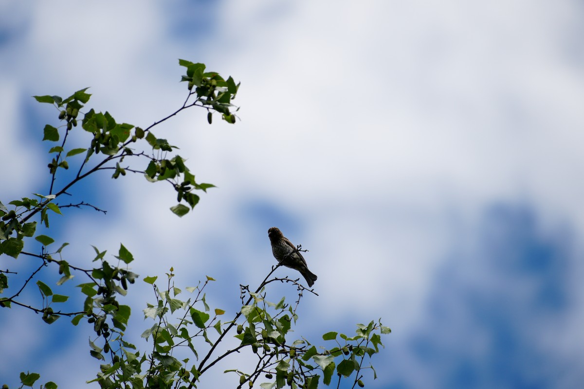 House Finch - ML637189322