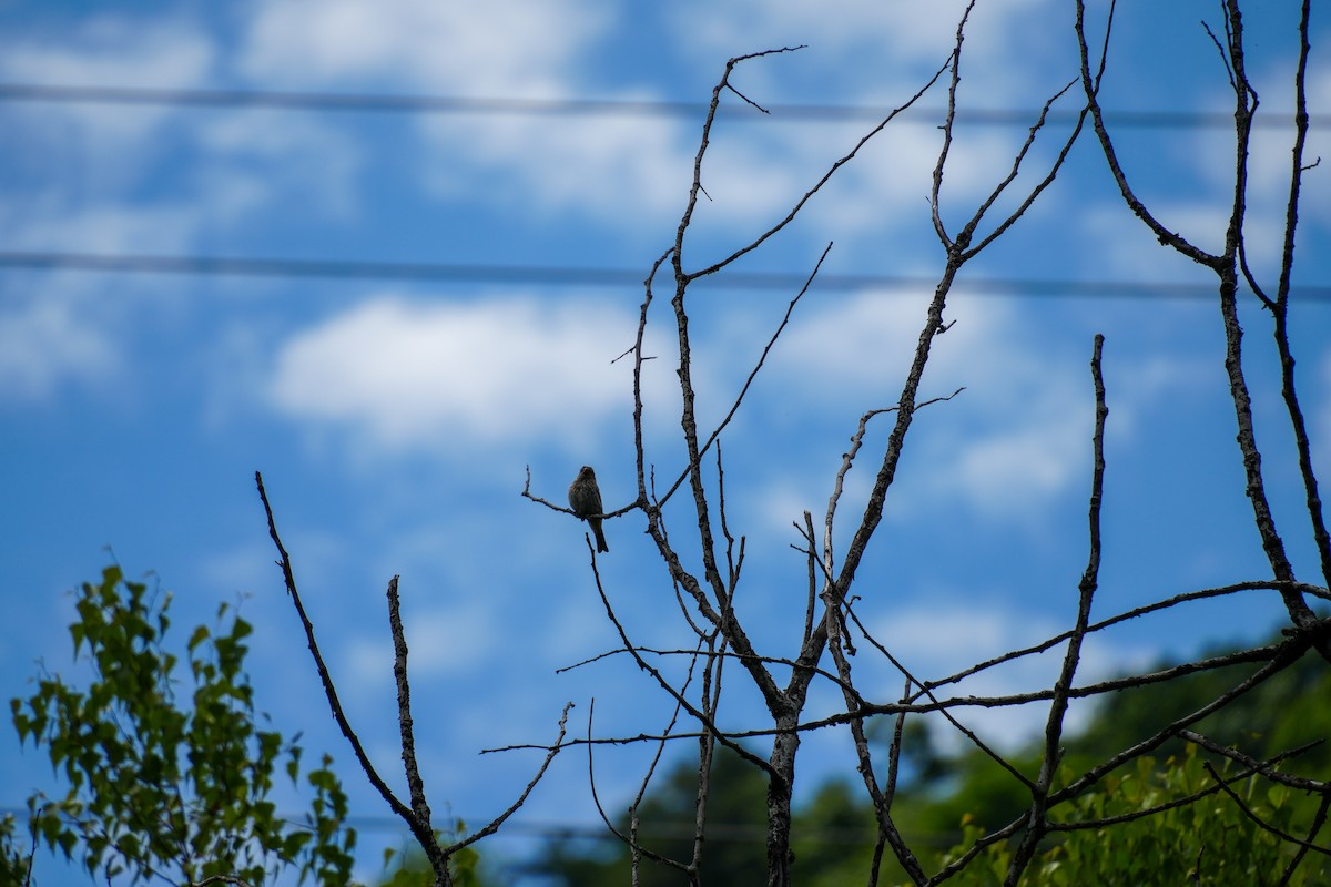House Finch - ML637189323
