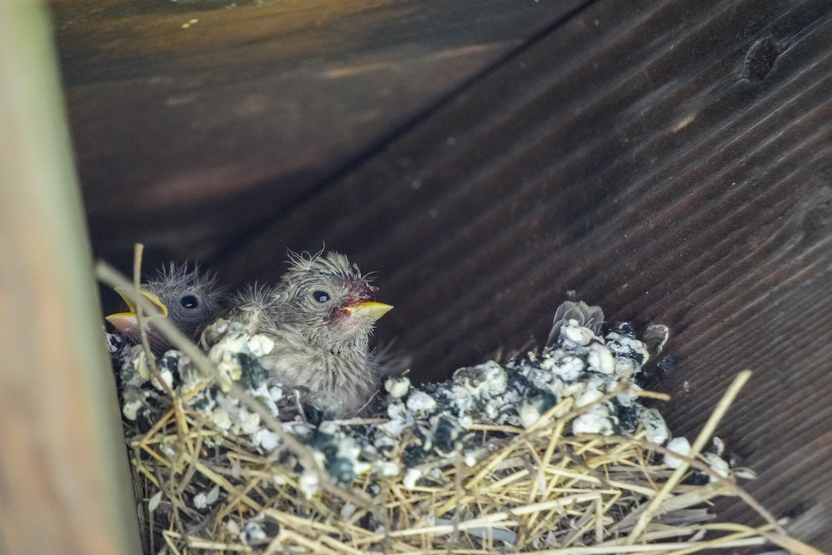 House Finch - ML637189324