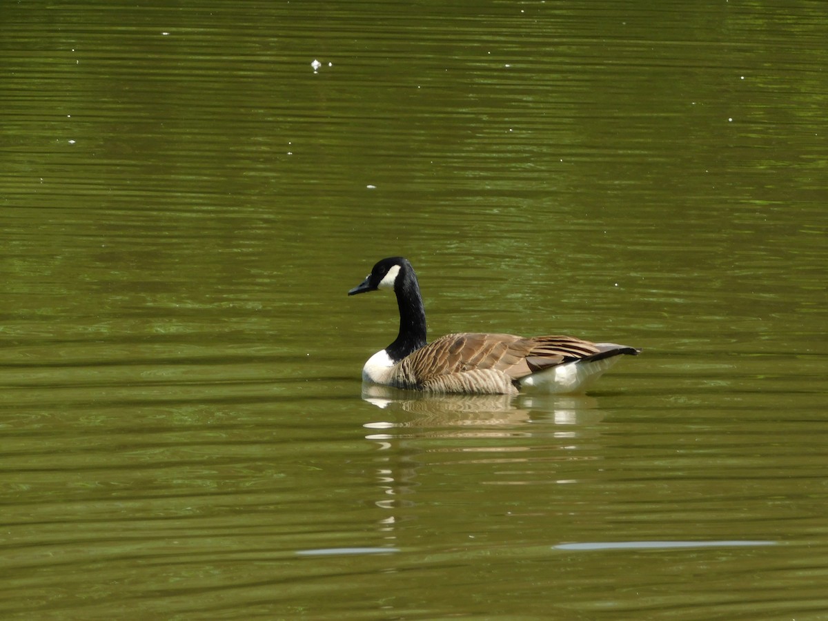 Canada Goose - ML637189378