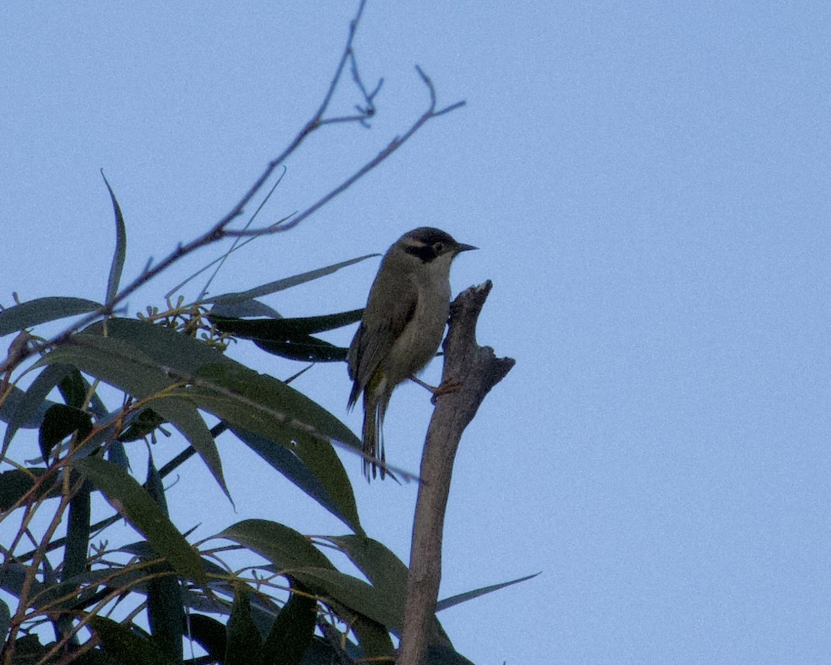 Brown-headed Honeyeater - ML637189381