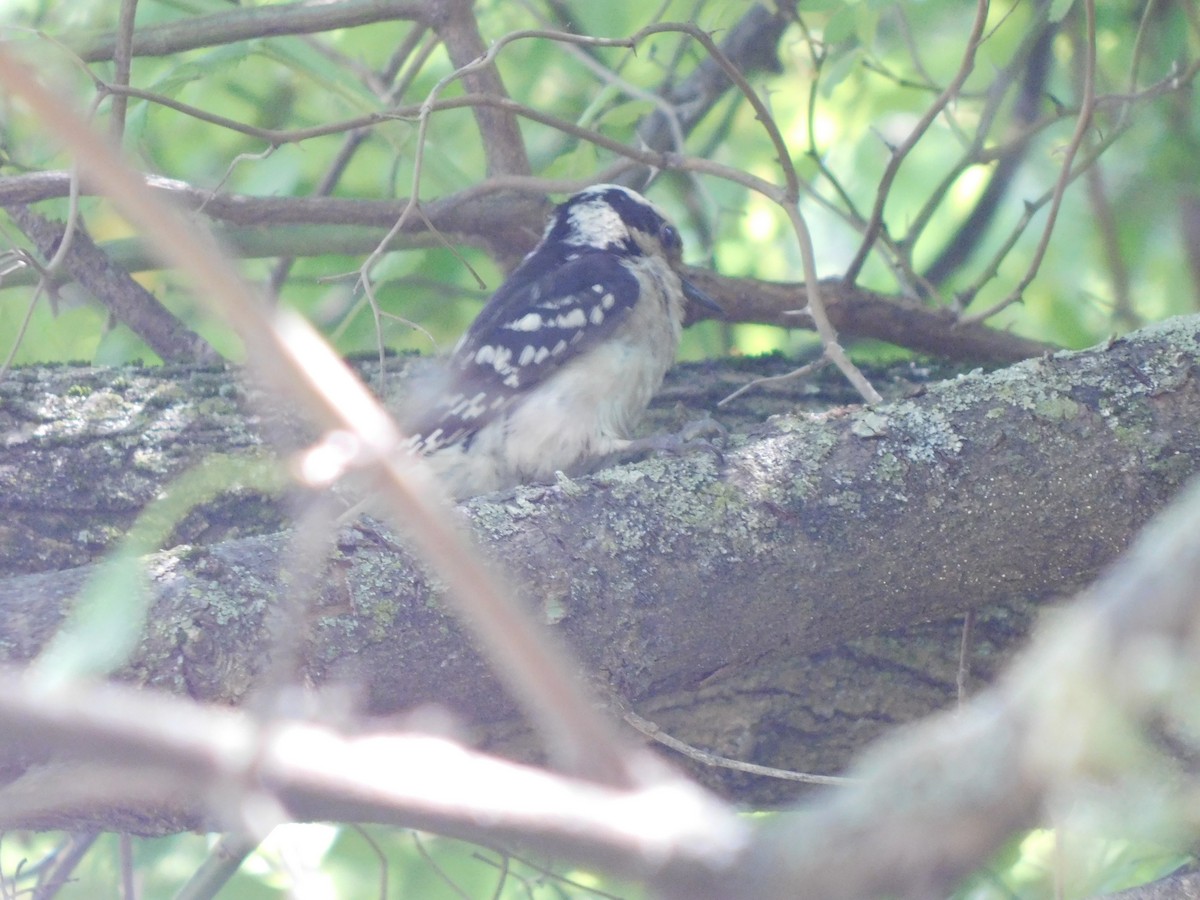 Downy Woodpecker - ML637189409