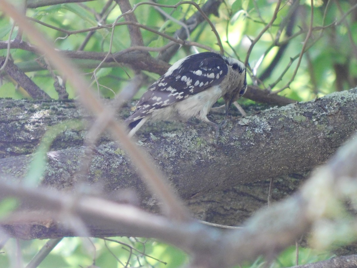 Downy Woodpecker - ML637189410