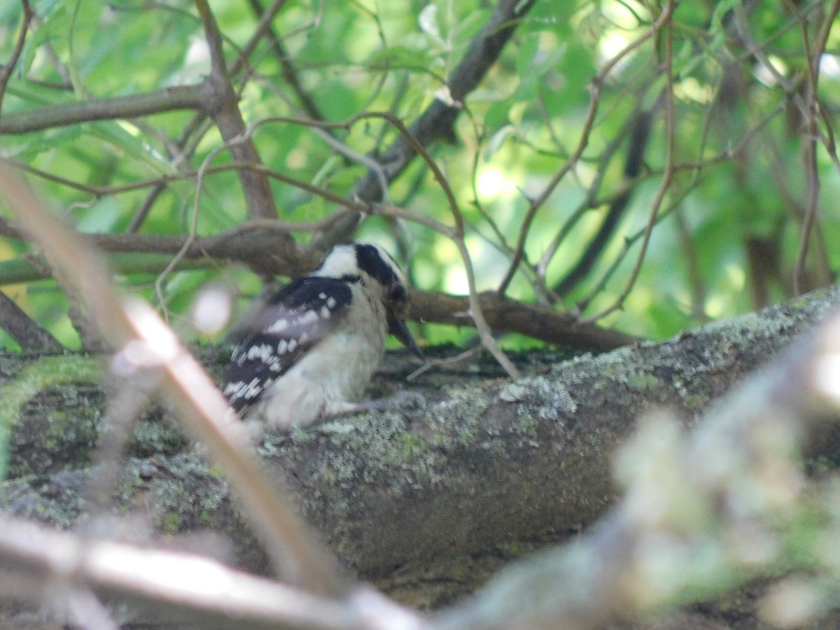Downy Woodpecker - ML637189411