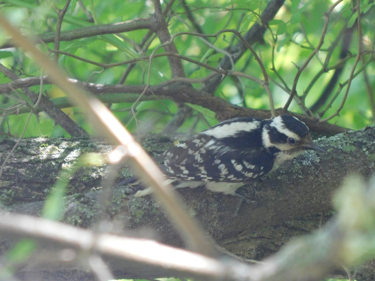 Downy Woodpecker - ML637189412