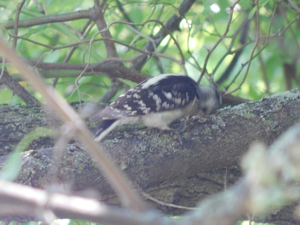 Downy Woodpecker - ML637189414