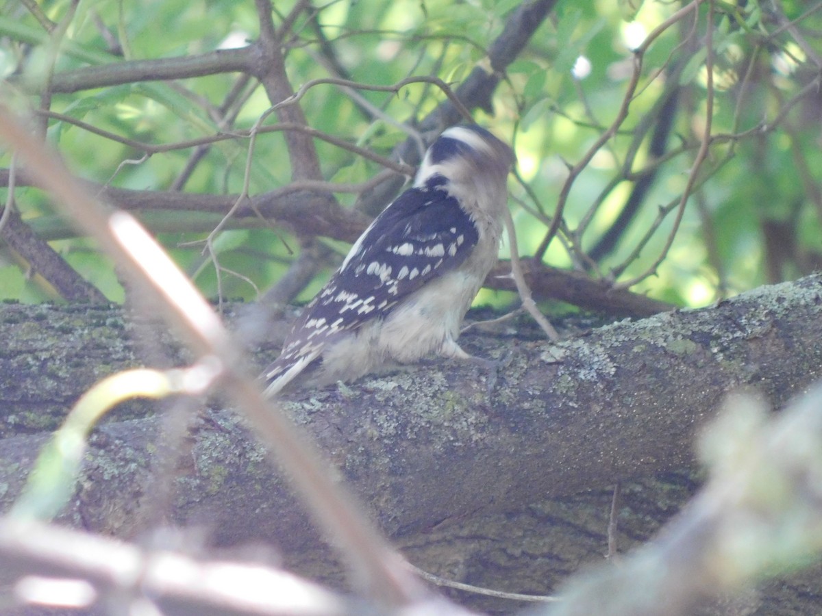 Downy Woodpecker - ML637189418