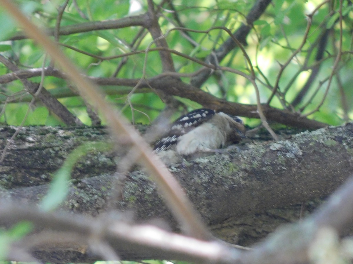 Downy Woodpecker - ML637189419